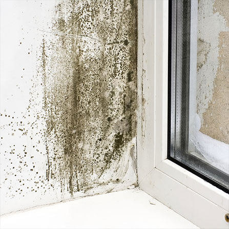 mould-removal